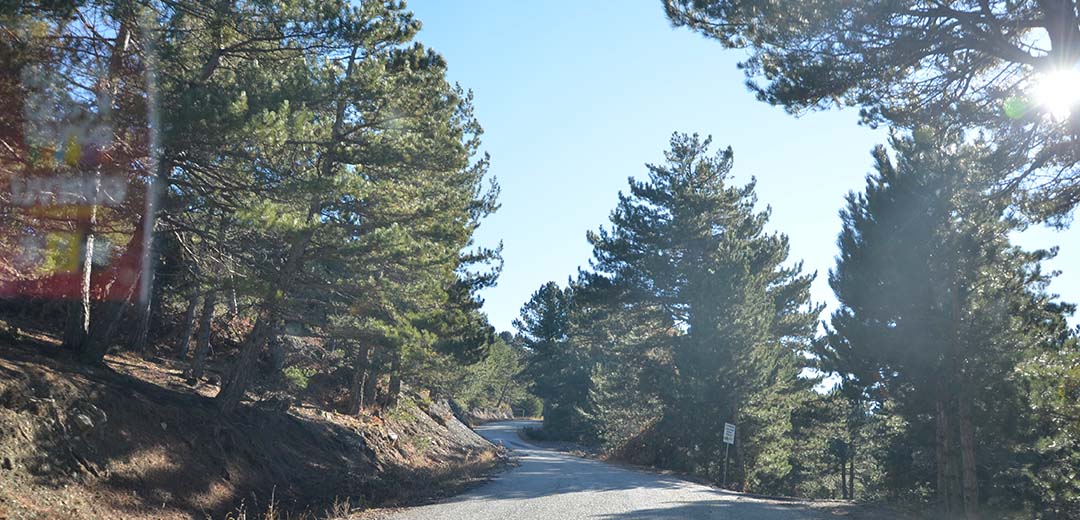 Derebucak Çamlık Ormanları