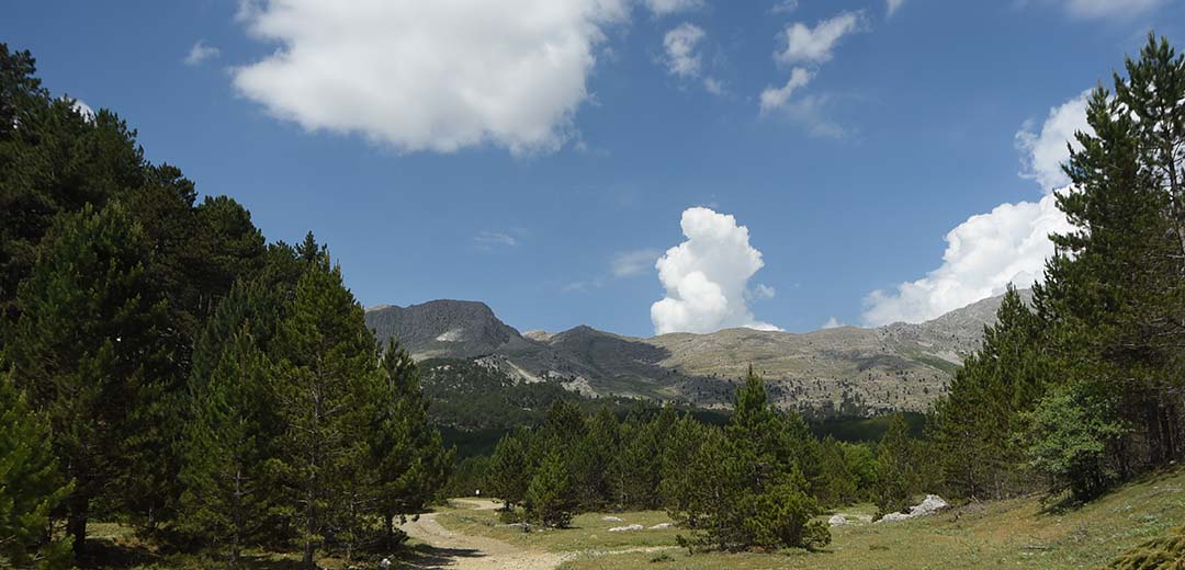 İslibucak Ormanları