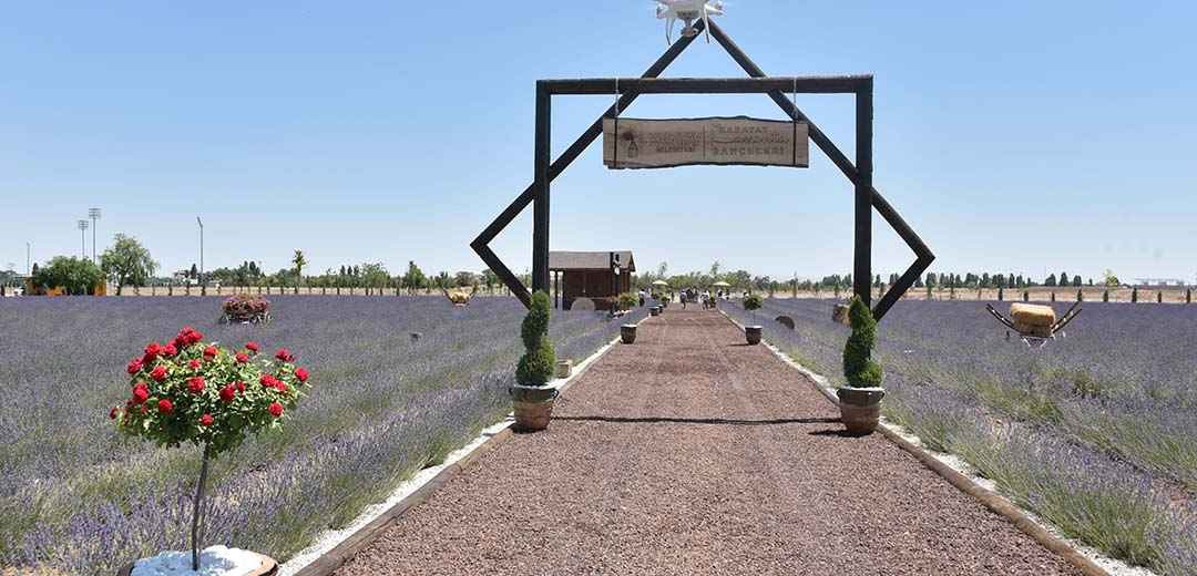 Karatay Lavanta Bahçesi